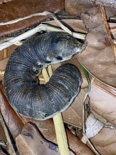 Convolvulus Hawkmoth