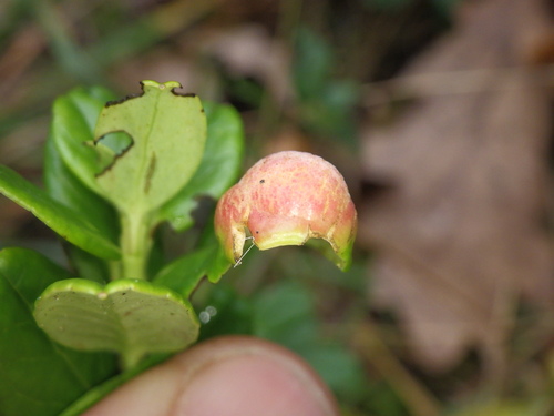 Exobasidium vaccinii observed 2026-10-18