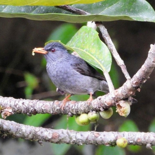 Hypsipetes madagascariensis, 2026-10-18