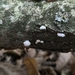 Tüylü Maymuncuk Mantarı (Schizophyllum commune)