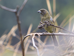 Schistochlamys melanopis