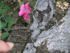 Lathyrus rotundifolius