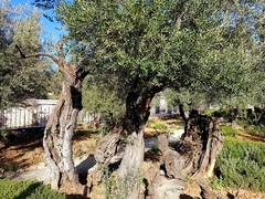 Olea europaea