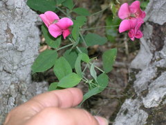 Lathyrus rotundifolius