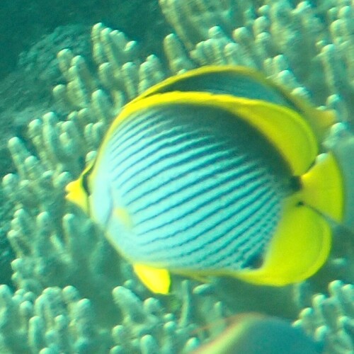 Chaetodon melannotus observed 2026-10-18