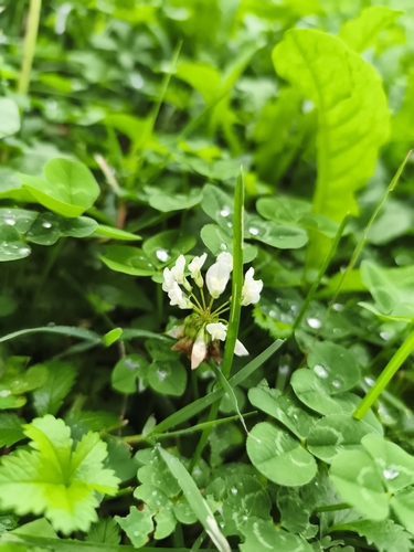 white clover