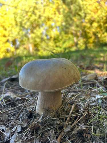 King Bolete