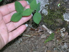 Lathyrus rotundifolius