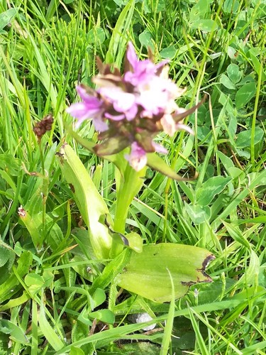 Southern Marsh-orchid