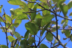 Amelanchier canadensis