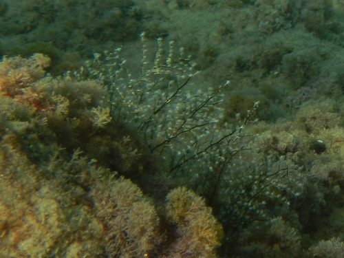 Pennaria disticha observed 2026-10-17