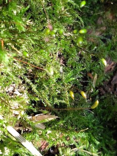 Isothecium alopecuroides observed 2026-10-18
