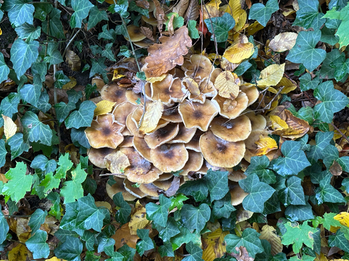 Honey Mushroom