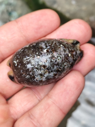 Cypraea lurida observed 2026-10-18
