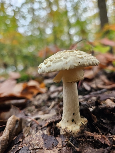 False Death-cap