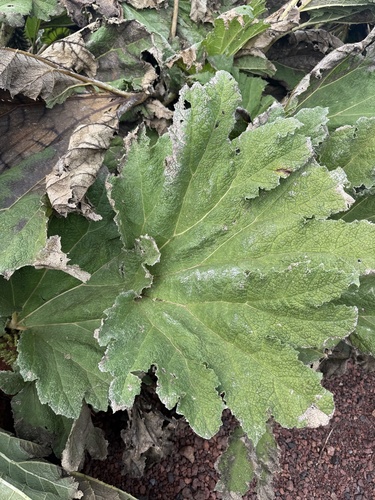 Chilean rhubarb