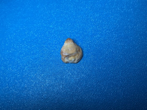 Sabia conica observed 2026-10-18