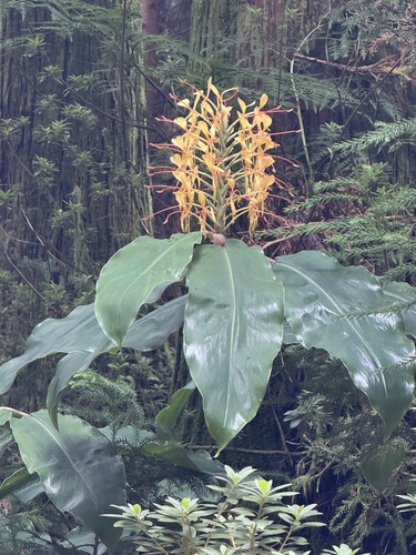 Kahili ginger