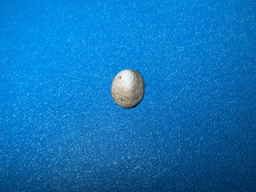 Pilosabia trigona observed 2026-10-18