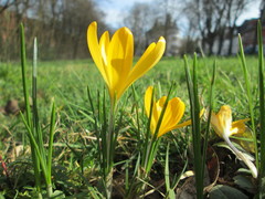 Crocus chrysanthus