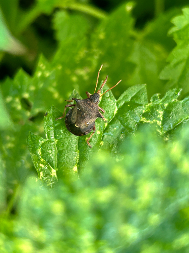 Spiny Shield Bug