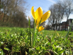Crocus chrysanthus