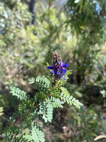 Dalea coerulea, 2026-10-18