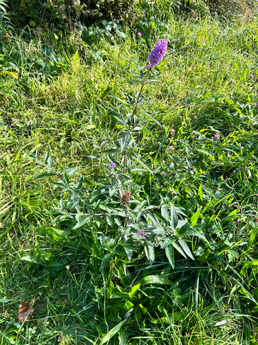Butterfly bush