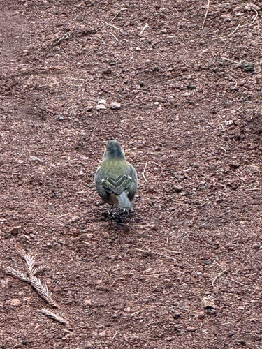 Azores Chaffinch