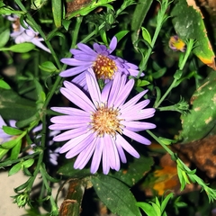 Asteraceae
