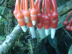 Psammisia ulbrichiana