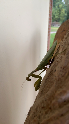 Transcaucasian Giant Mantis