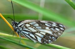 Melanargia occitanica