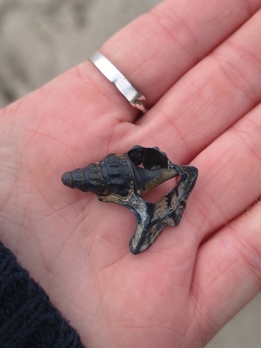 Aporrhais pespelecani observed 2026-10-18