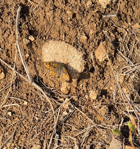Wall Brown