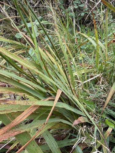 Garden Montbretia