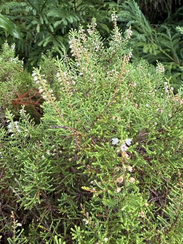 common heather