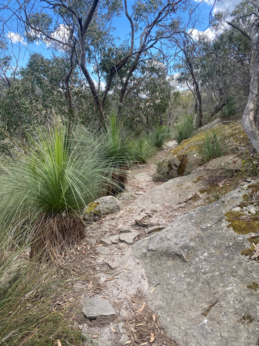 Xanthorrhoea australis observed 2026-10-18