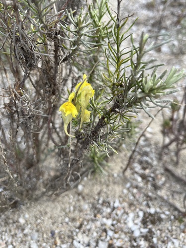 Linaria polygalifolia