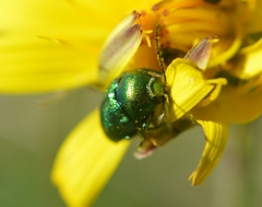 Cryptocephalus aureolus
