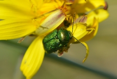 Cryptocephalus aureolus