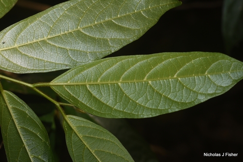 Alangium observed 2026-10-11