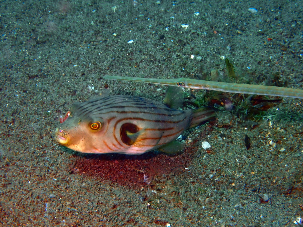 Narrow-lined Puffer