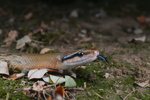 Beauty Ratsnake