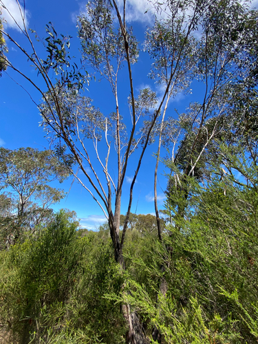 Eucalyptus sieberi observed 2026-10-18