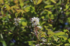 Amelanchier canadensis