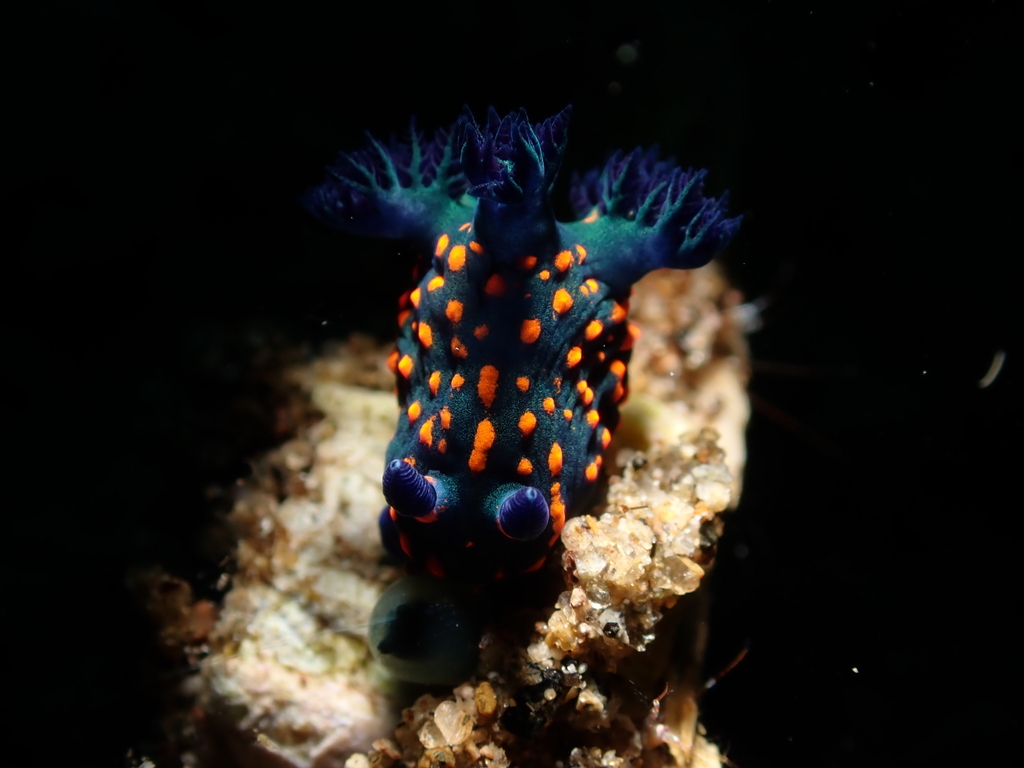Shadowy Wrinkle Dorid