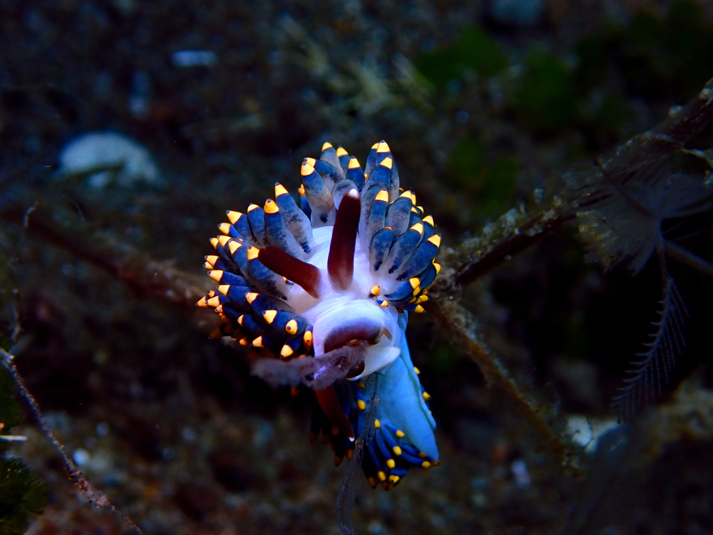 Tenellia bughaw