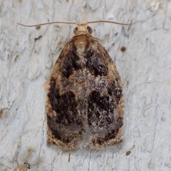 Archips infumatana