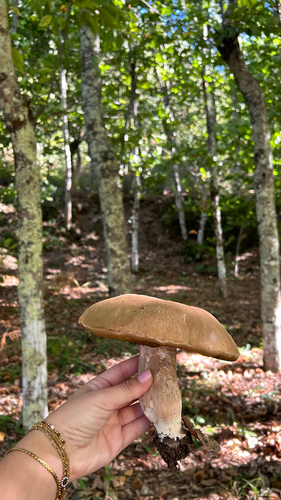 Summer Bolete